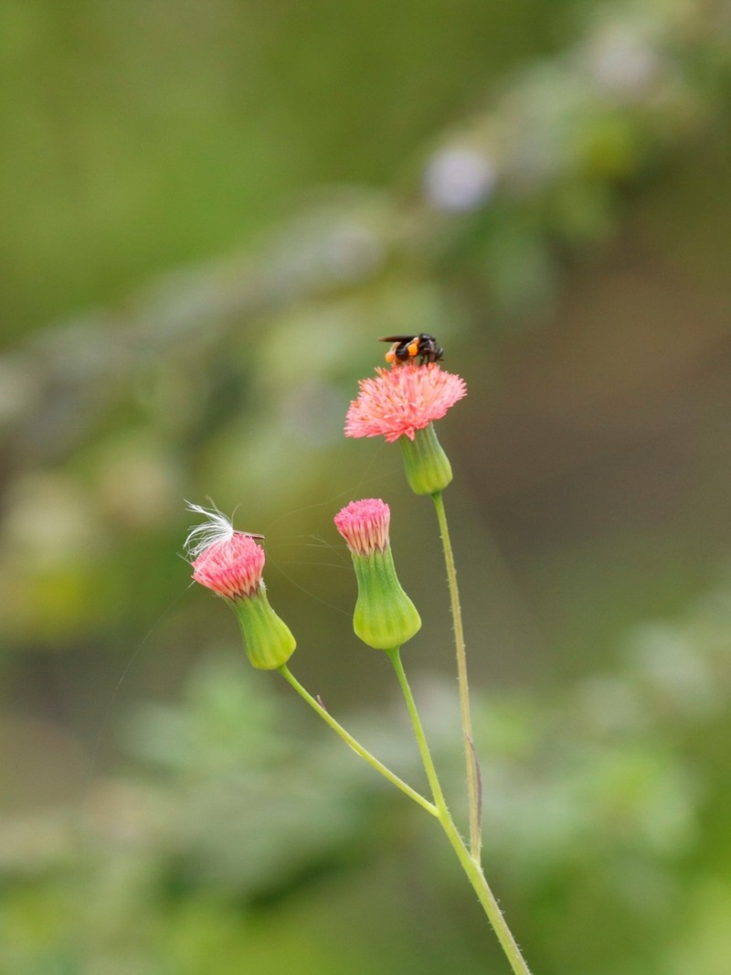 Florida Tasselflower