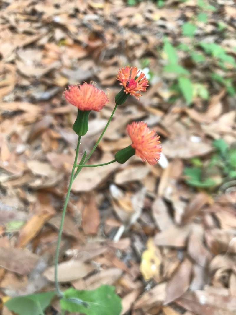 Florida Tasselflower photo 2