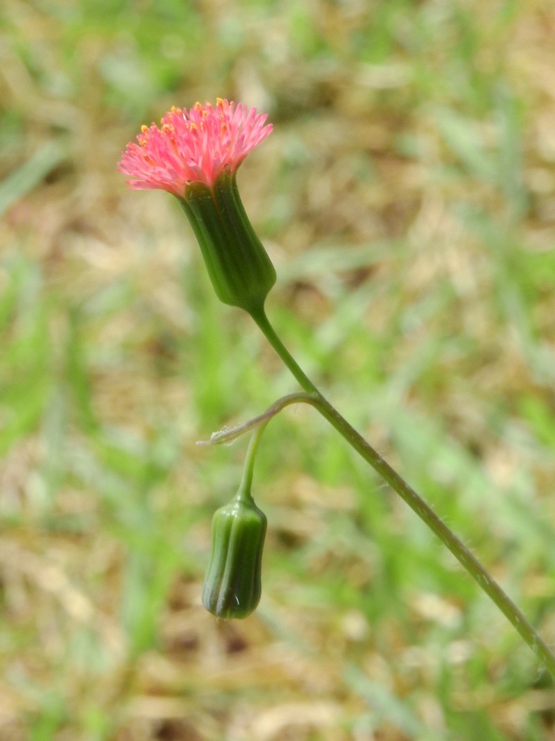 Florida Tasselflower photo 3