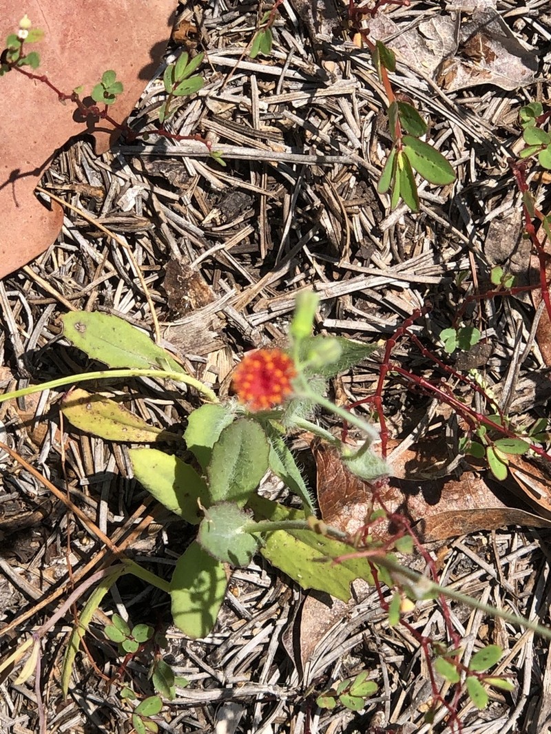 Florida Tasselflower photo 4