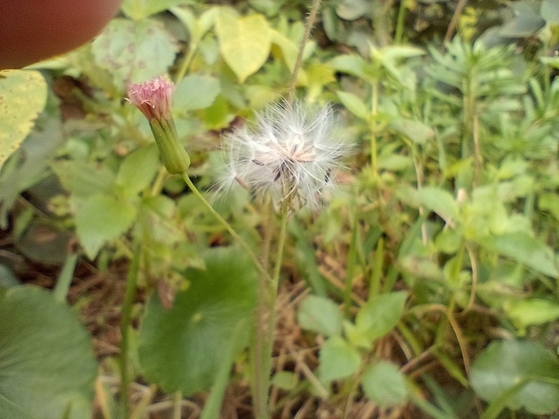 Florida Tasselflower photo 5