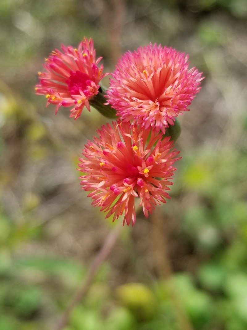 Florida Tasselflower photo 6