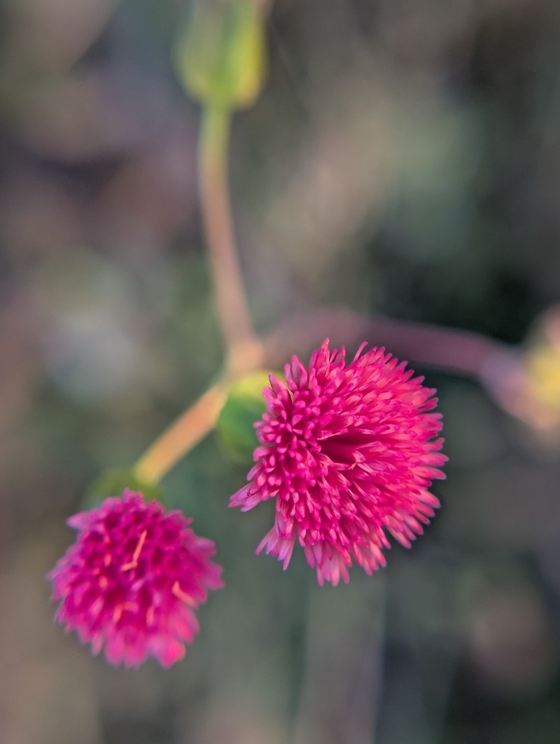 Florida Tasselflower photo 8