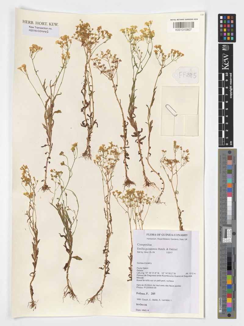 Emilia guineensis
