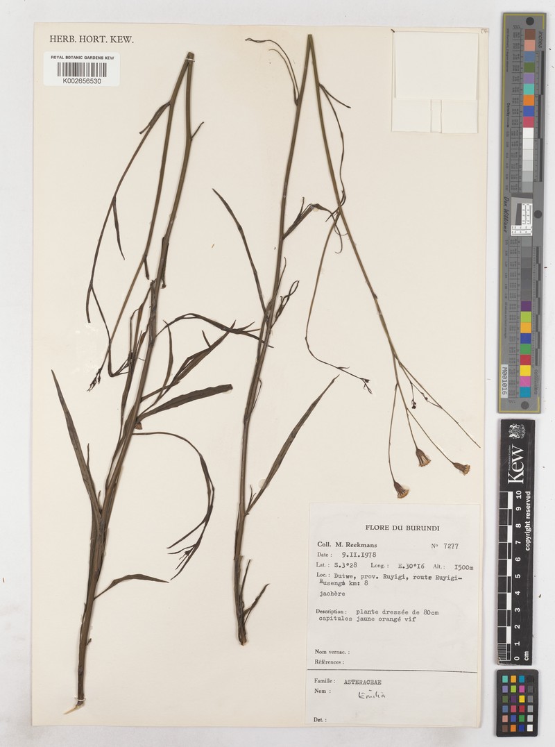 Emilia juncea var. juncea