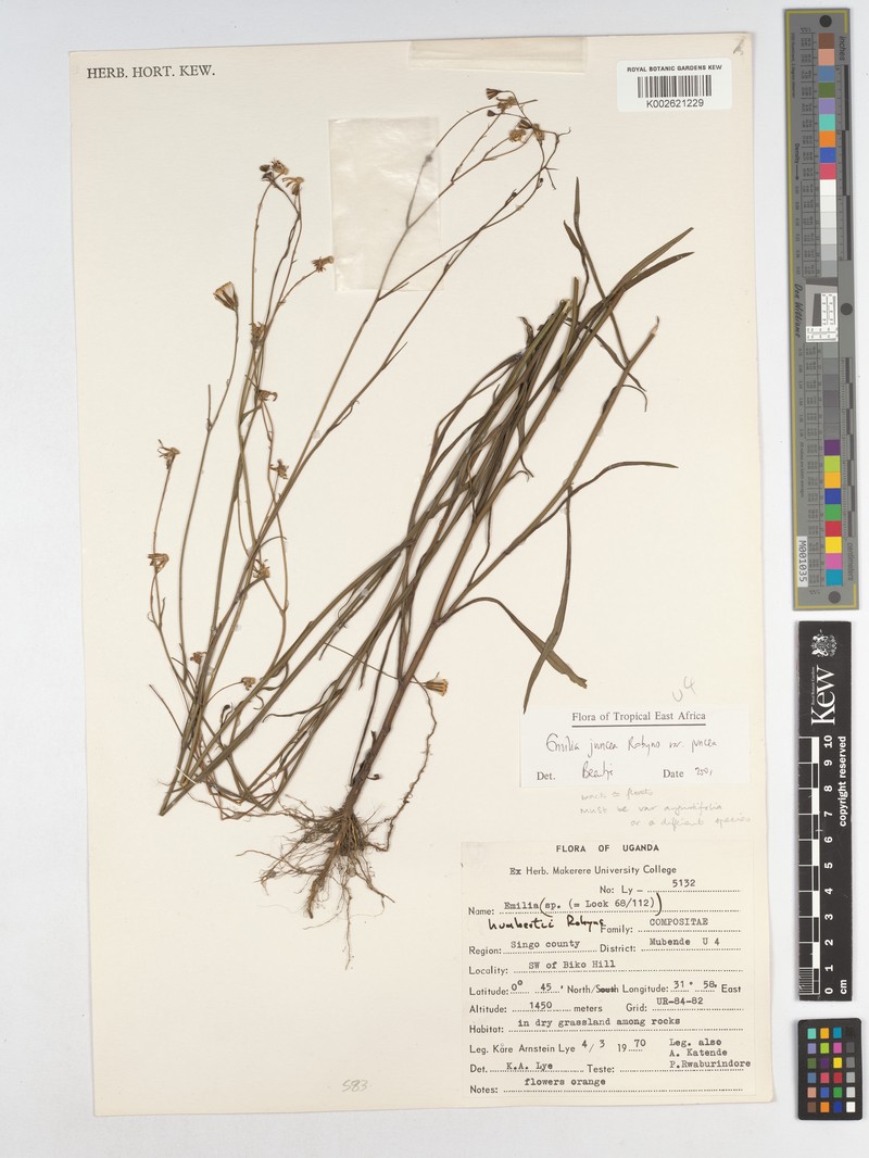 Emilia juncea var. juncea photo 2