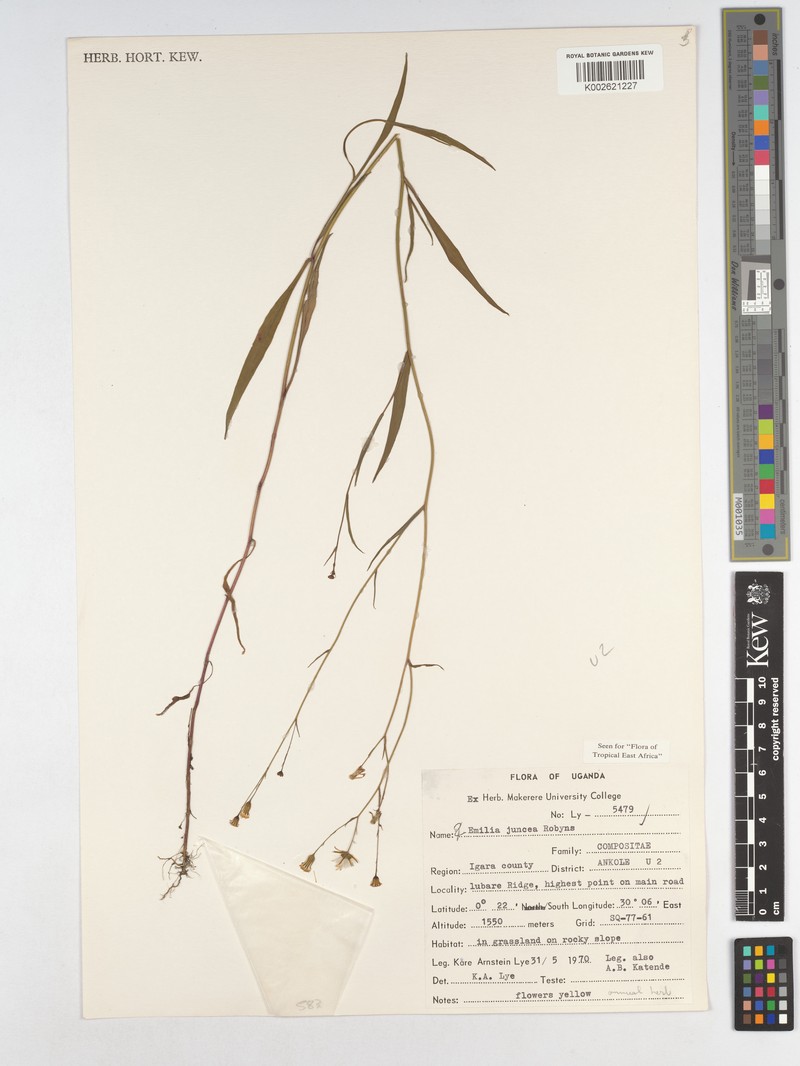 Emilia juncea var. juncea photo 3