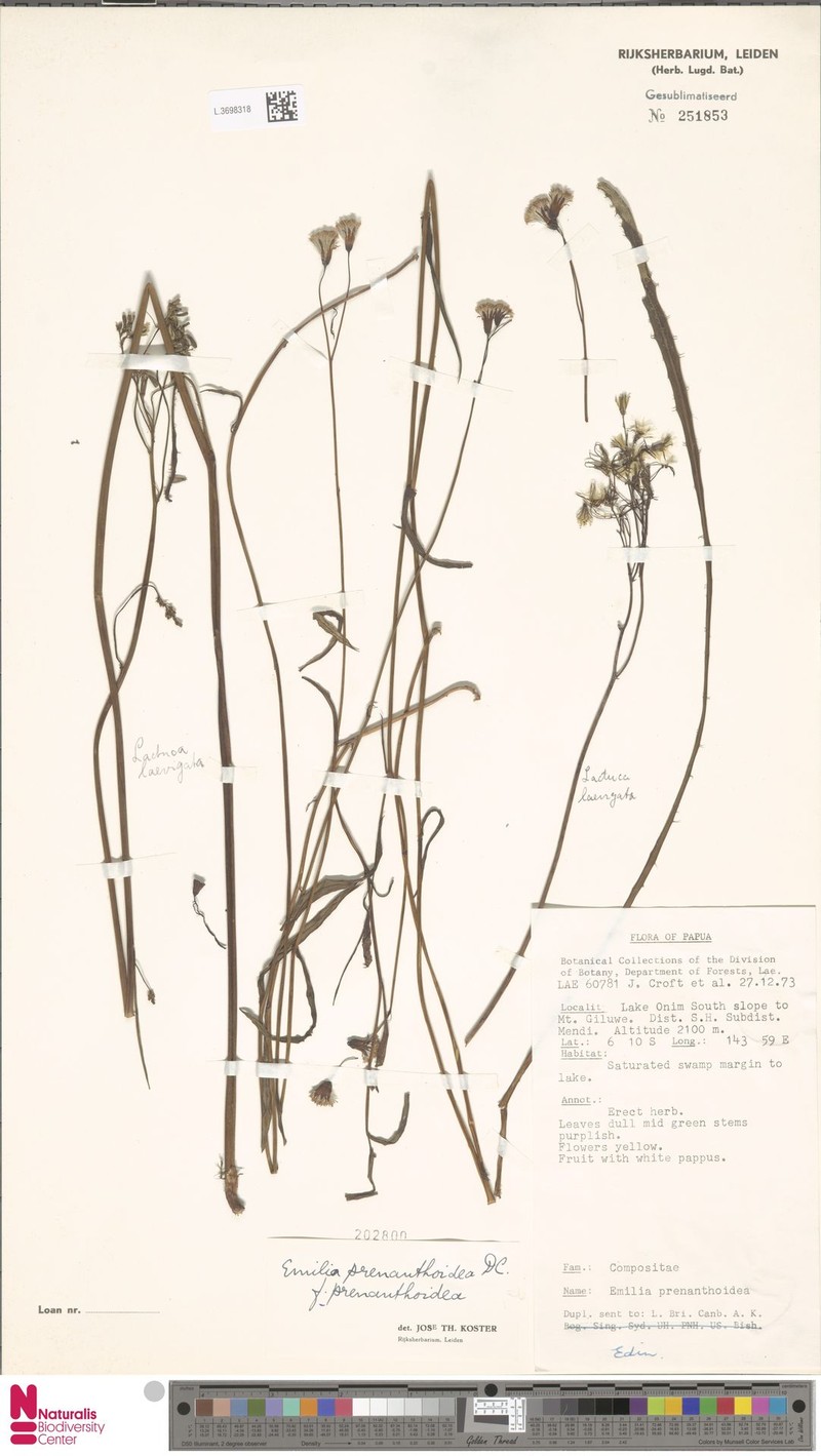 Emilia prenanthoidea f. prenanthoidea