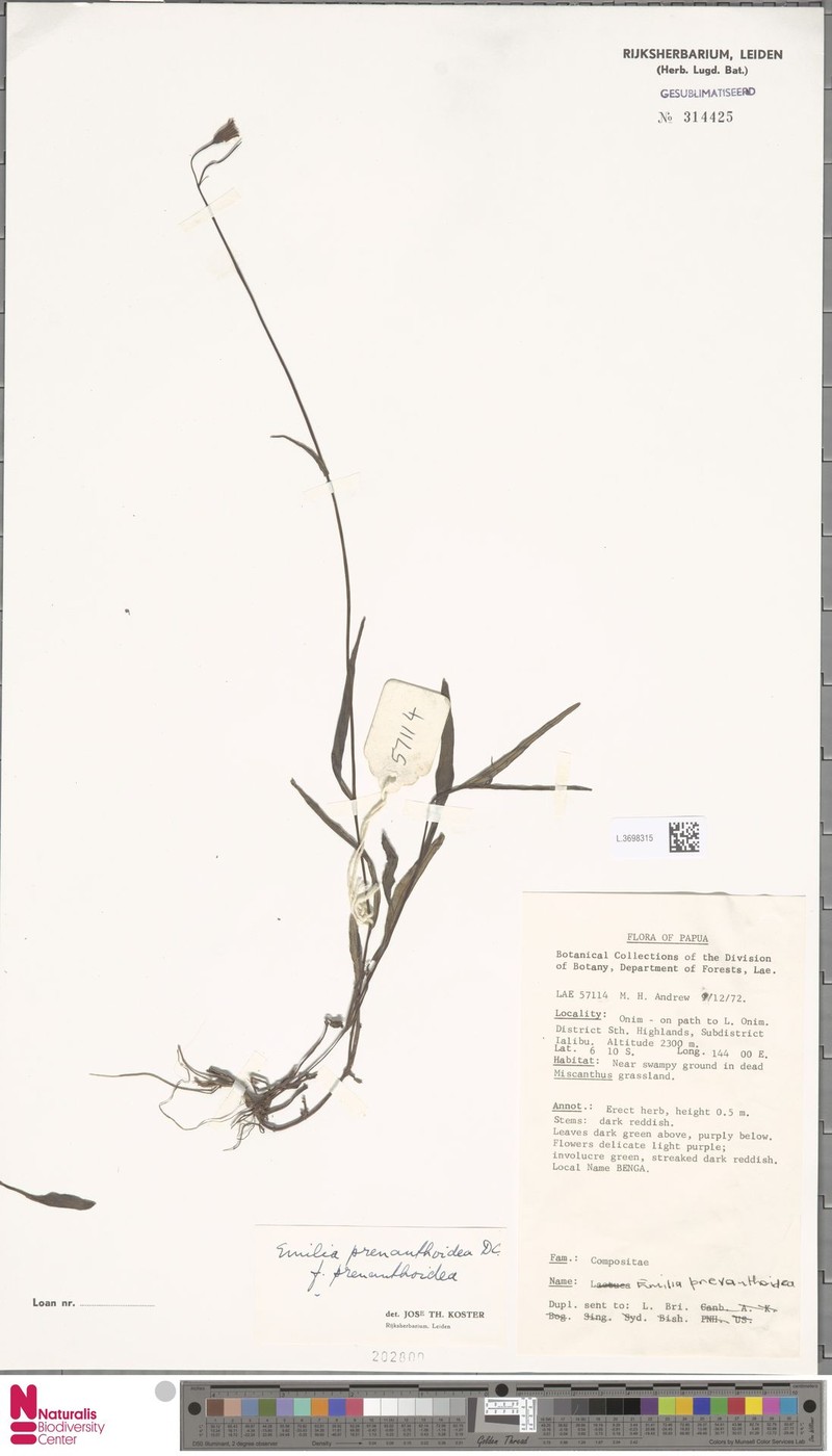 Emilia prenanthoidea f. prenanthoidea photo 2