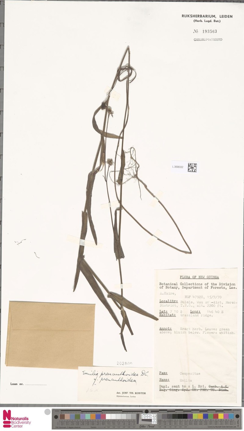 Emilia prenanthoidea f. prenanthoidea photo 3