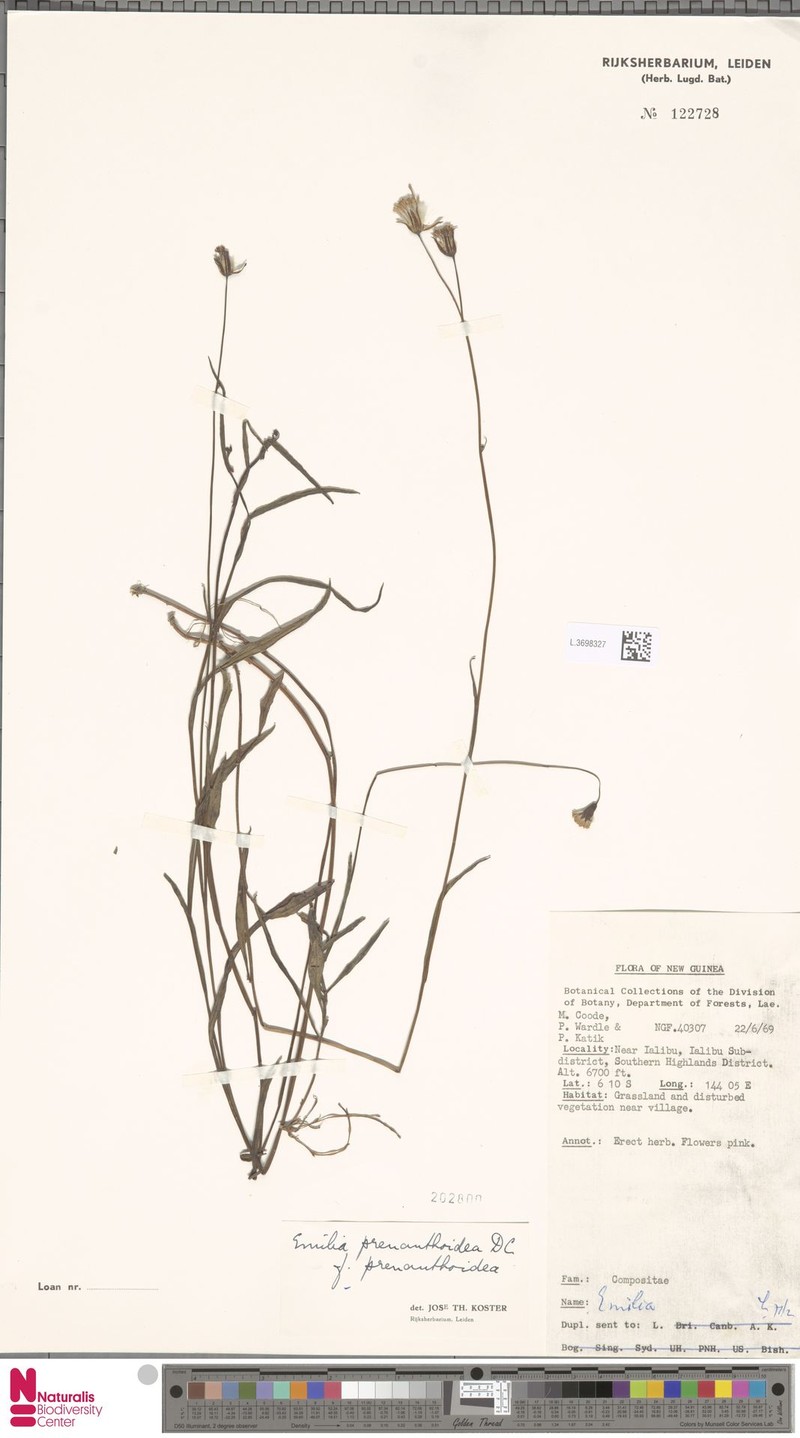 Emilia prenanthoidea f. prenanthoidea photo 4