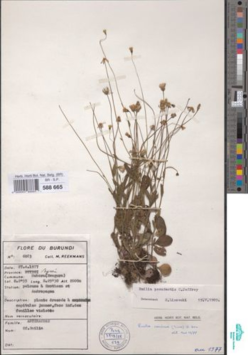 Emilia pseudactis var. pseudactis