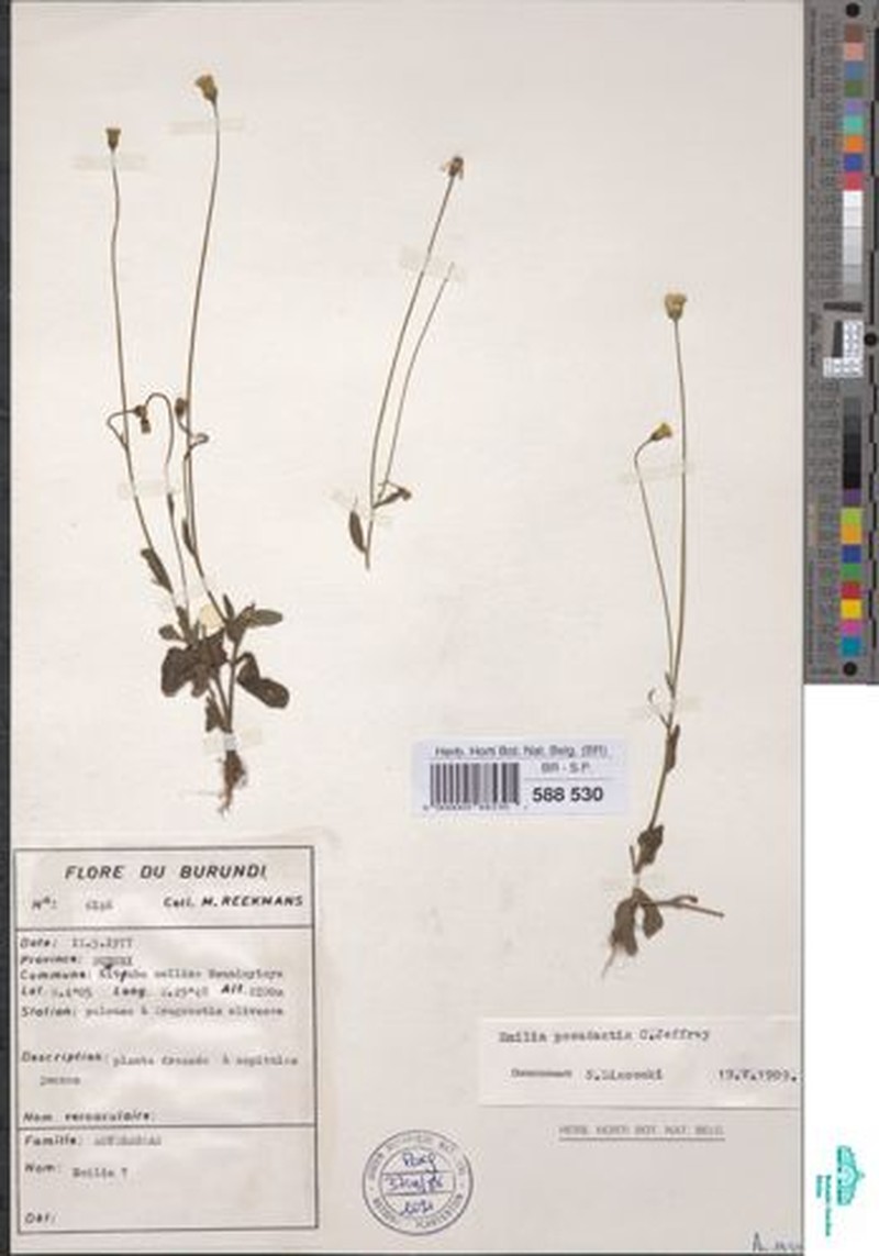 Emilia pseudactis var. pseudactis photo 2