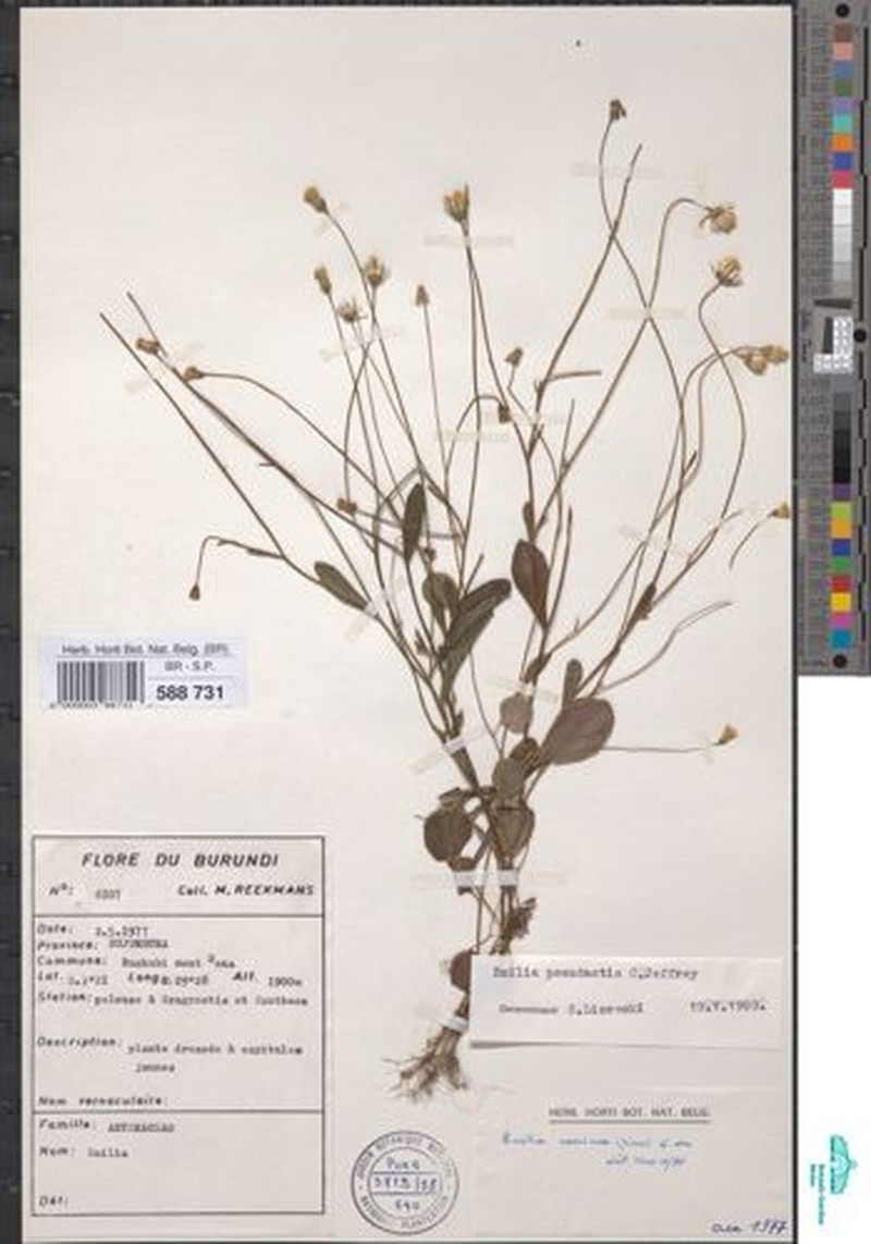Emilia pseudactis var. pseudactis photo 3