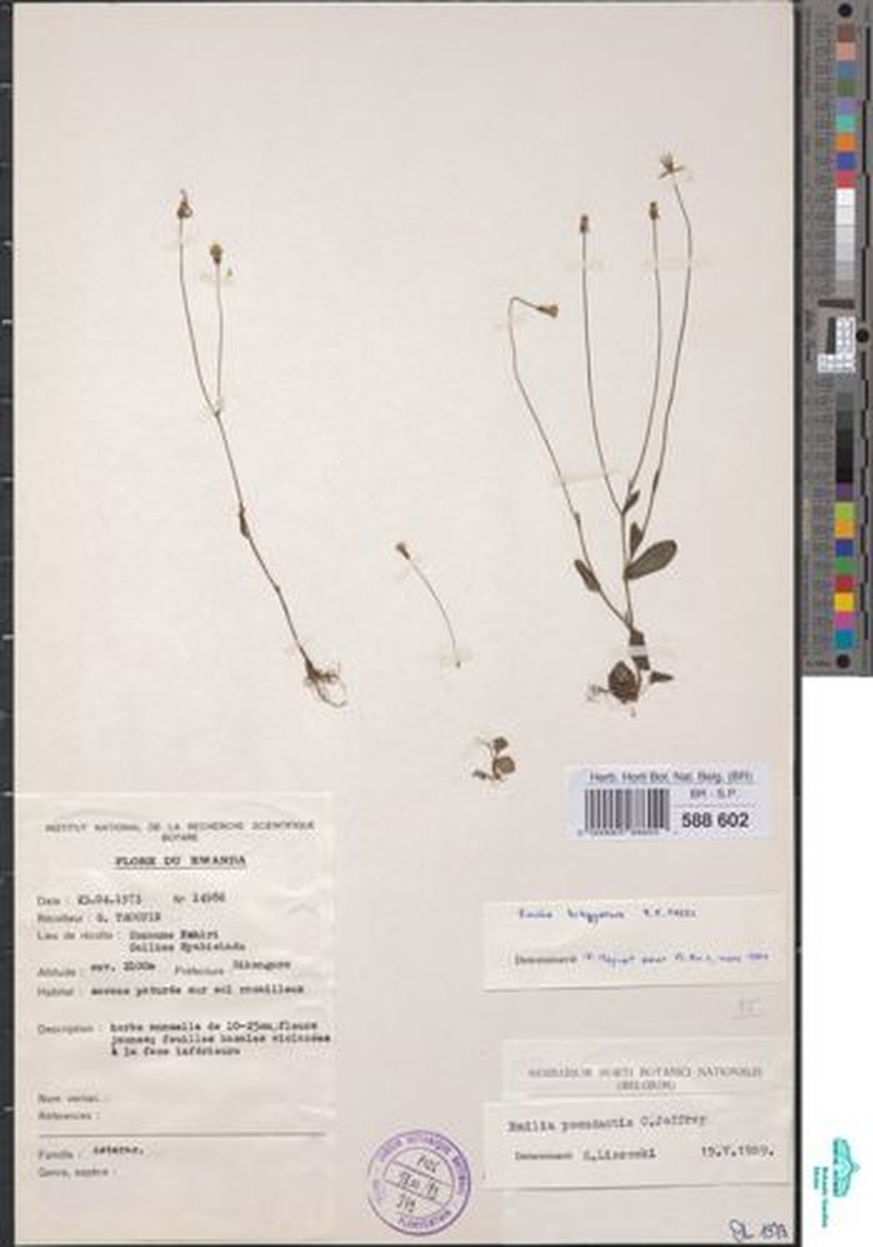 Emilia pseudactis var. pseudactis photo 4