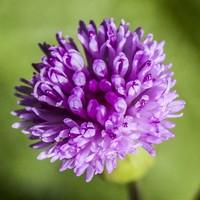 Lilac Tasselflower