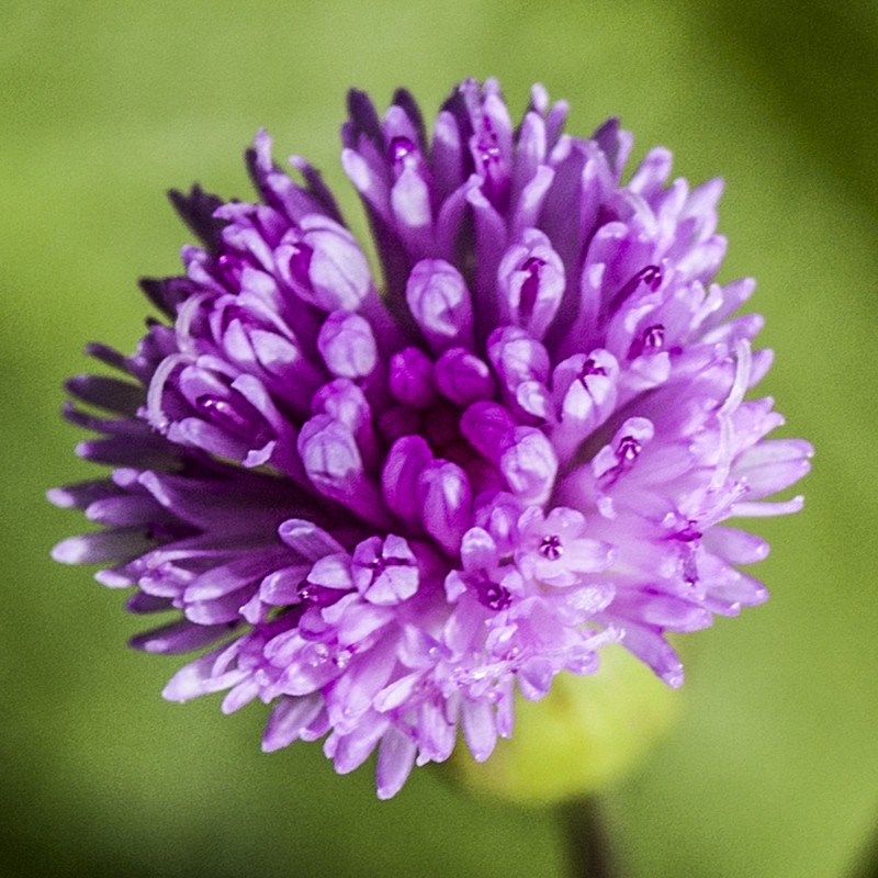 Lilac Tasselflower