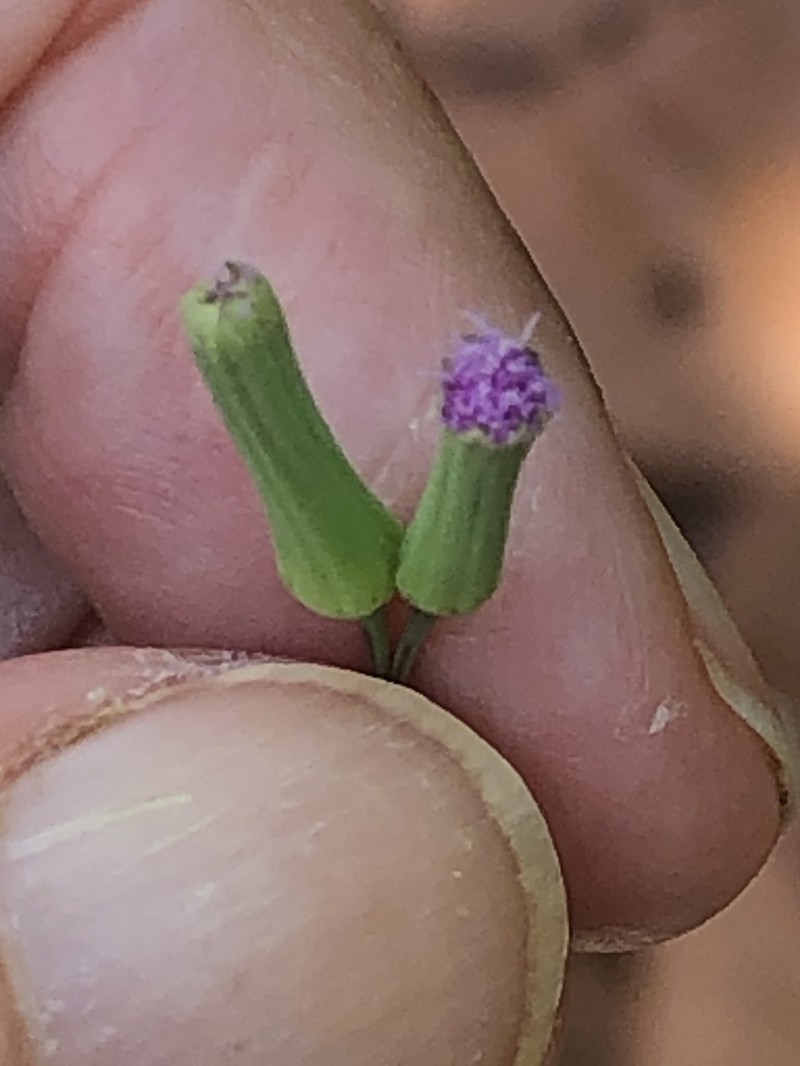 Lilac Tasselflower photo 2