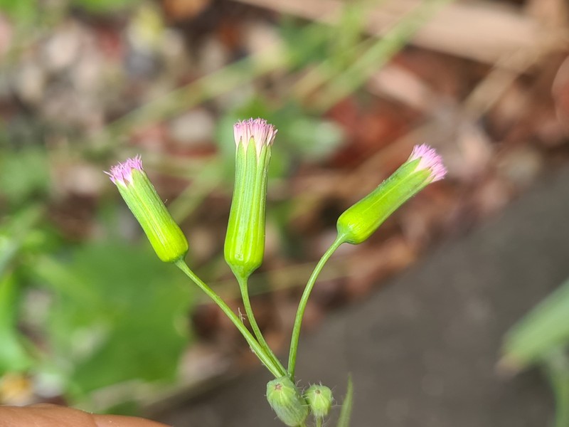 Emilia sonchifolia var. sonchifolia