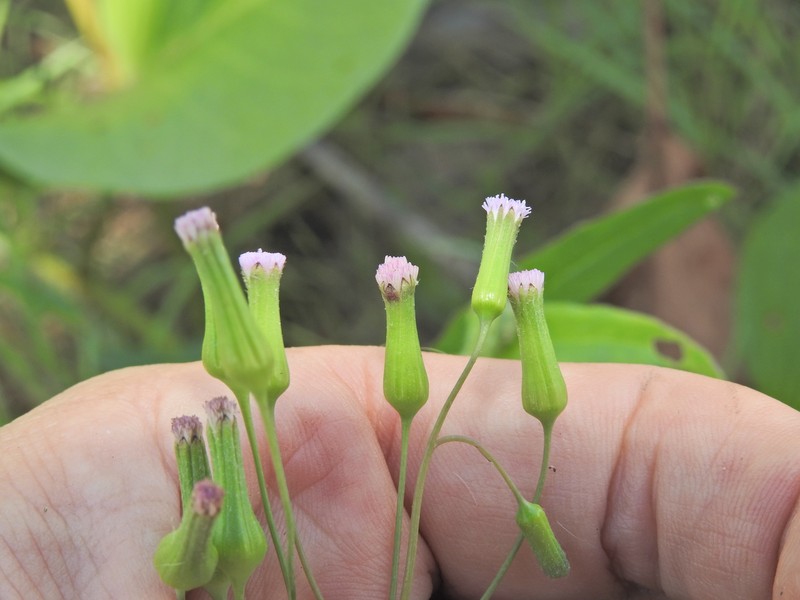 Emilia sonchifolia var. sonchifolia photo 3