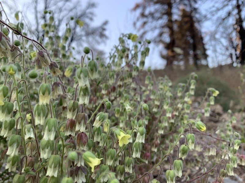 Whisperingbells photo 2