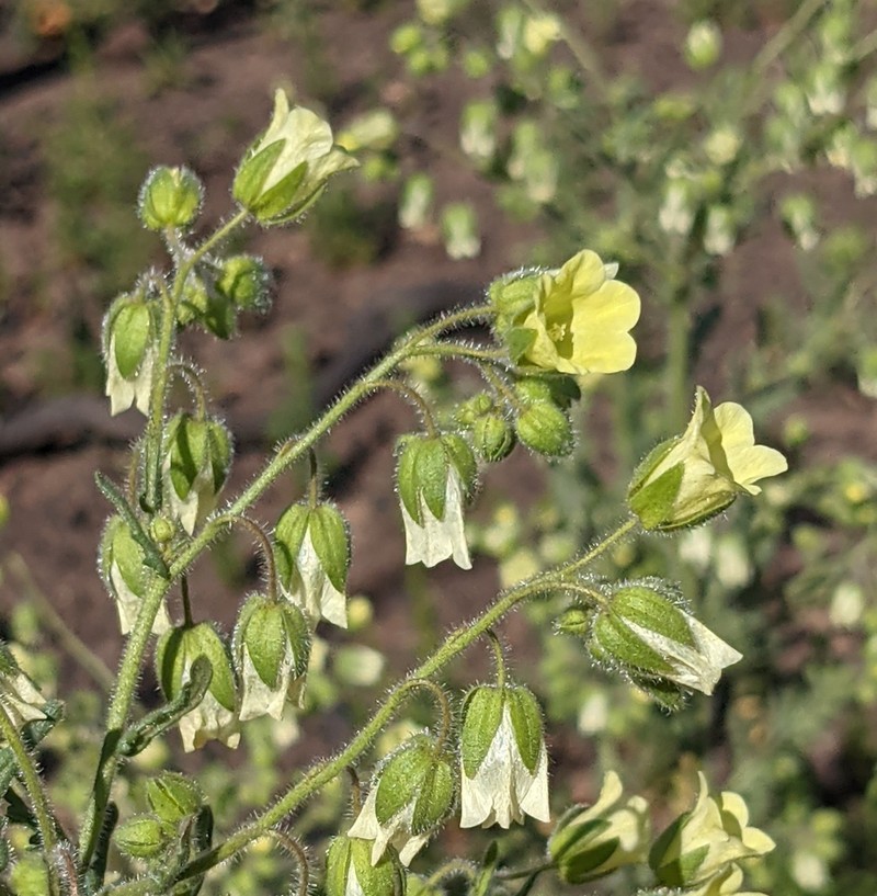 Whisperingbells photo 3