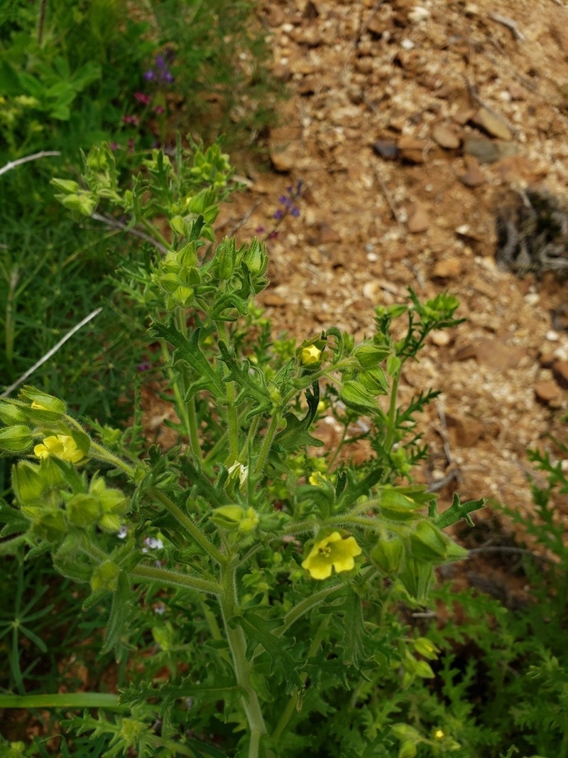 Whisperingbells photo 4