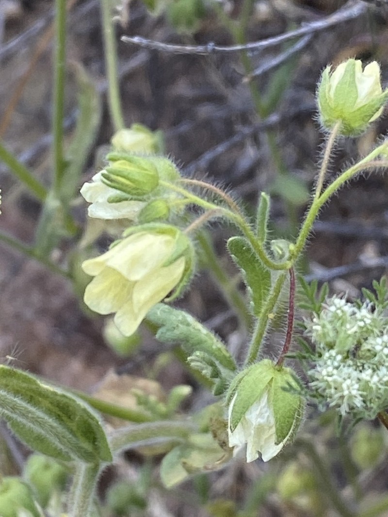 Whisperingbells photo 6