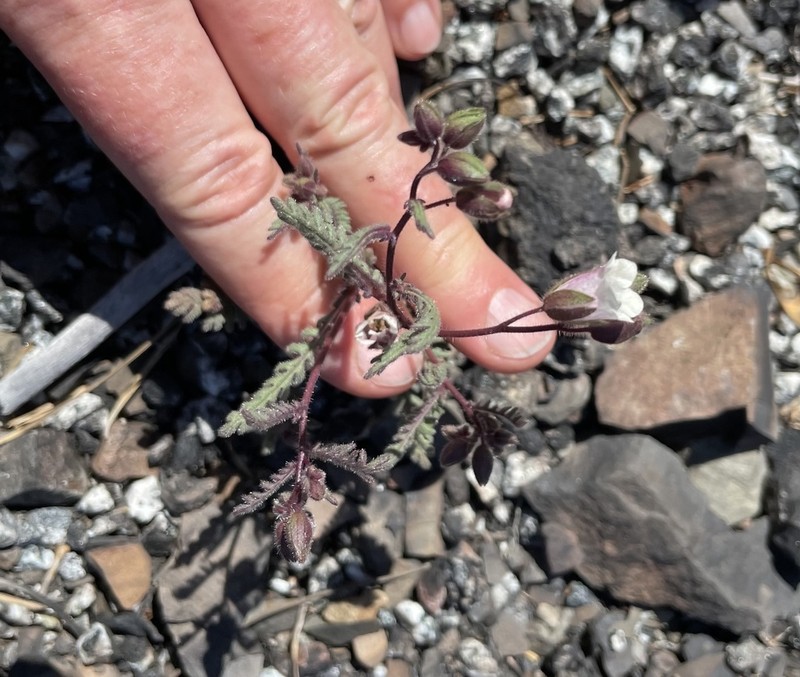 Emmenanthe rosea photo 2