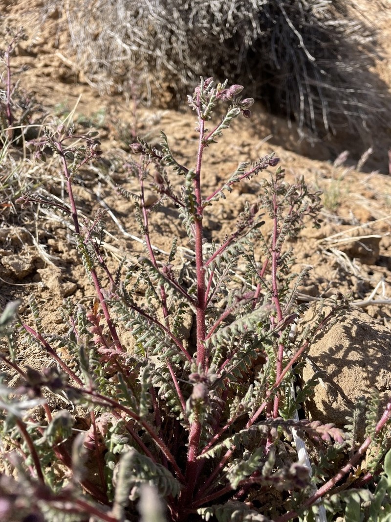Emmenanthe rosea photo 3