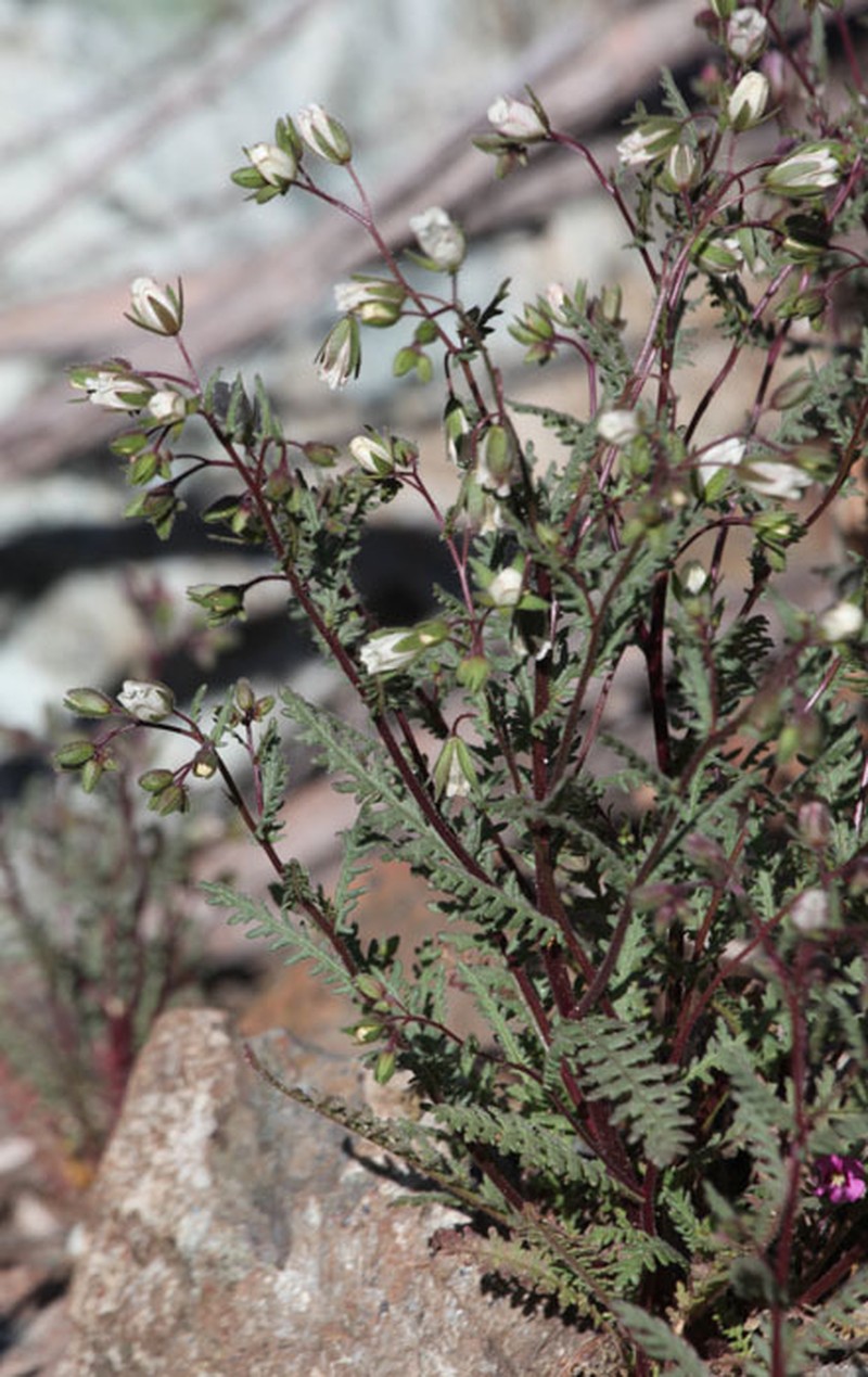 Emmenanthe rosea photo 4