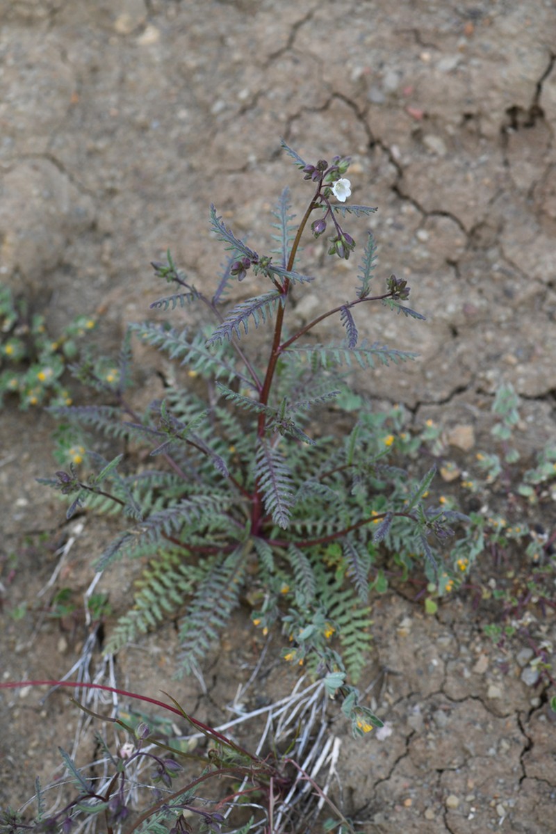 Emmenanthe rosea photo 5