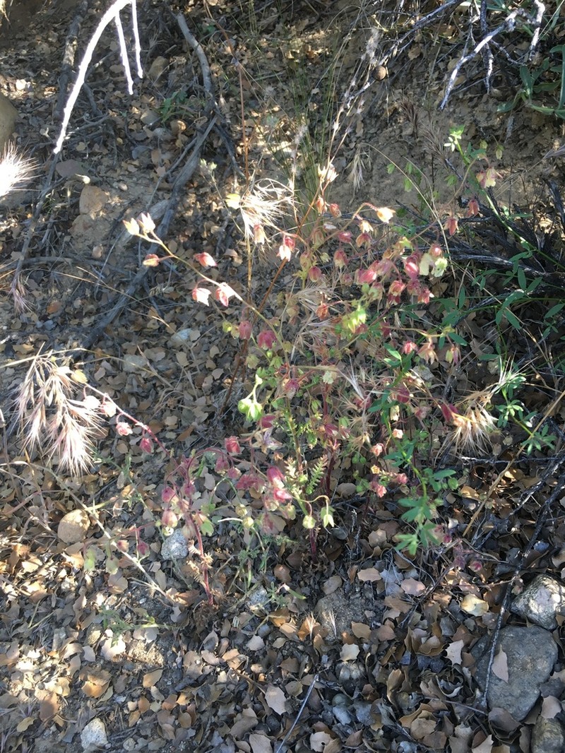 Emmenanthe rosea photo 6