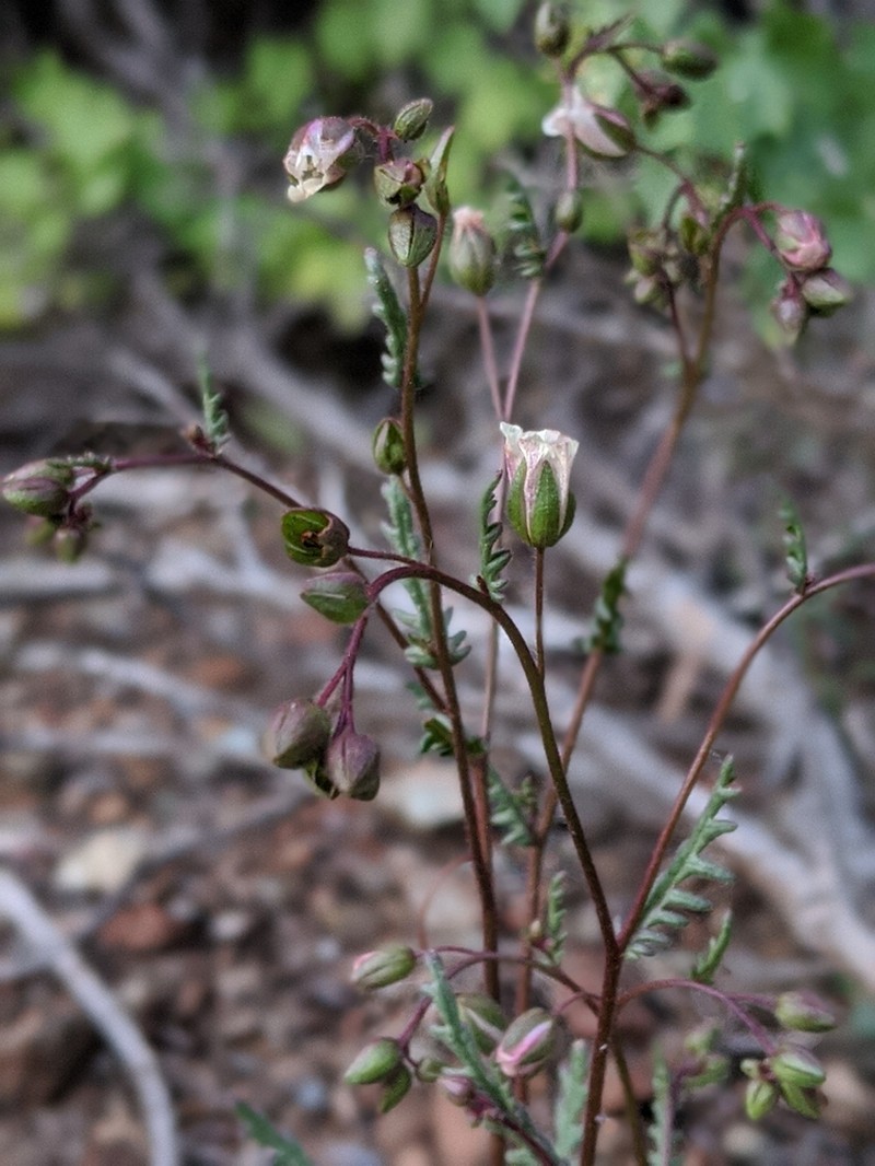 Emmenanthe rosea photo 7