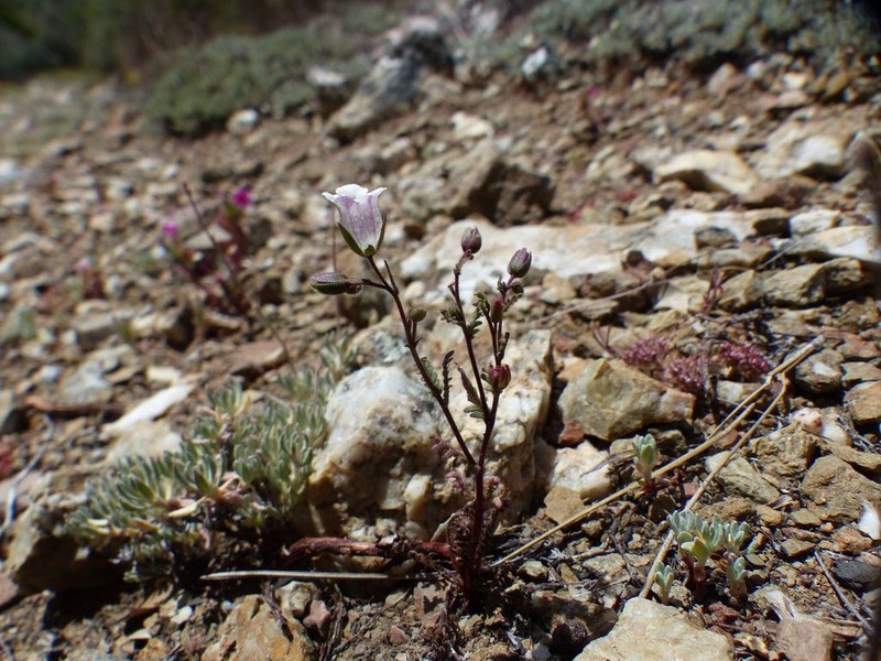 Emmenanthe rosea photo 8