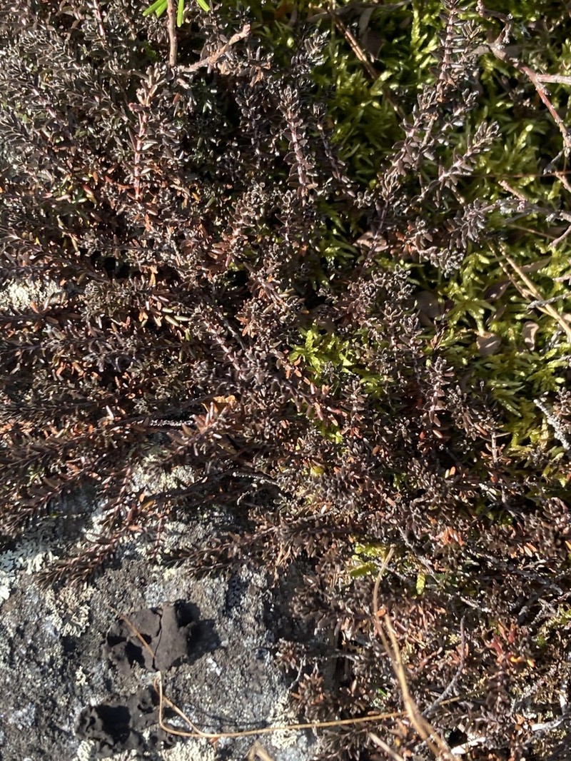 Empetrum atropurpureum