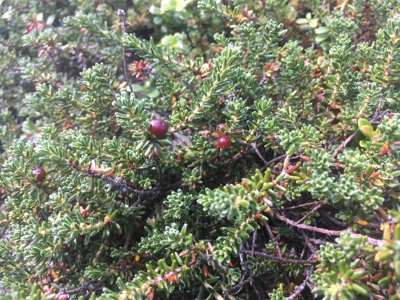 Empetrum atropurpureum photo 2