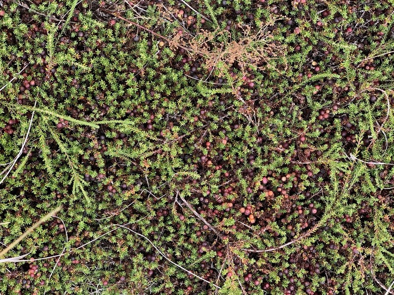 Empetrum atropurpureum photo 3