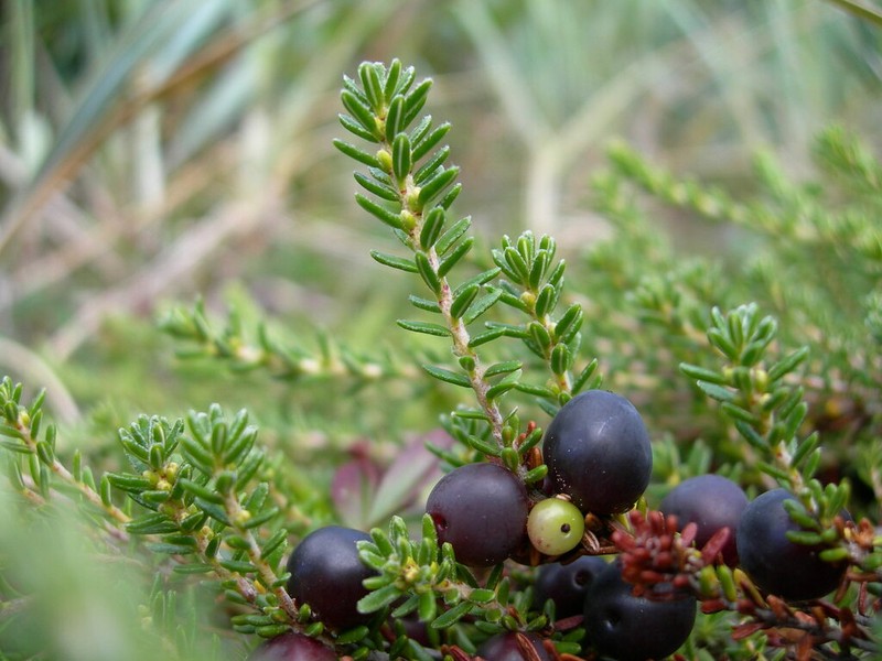 Empetrum atropurpureum photo 4