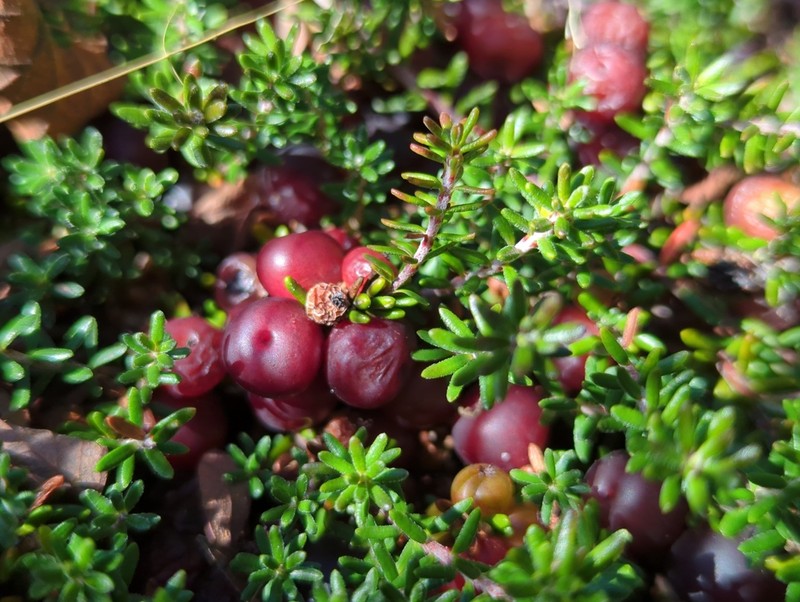 Empetrum atropurpureum photo 5
