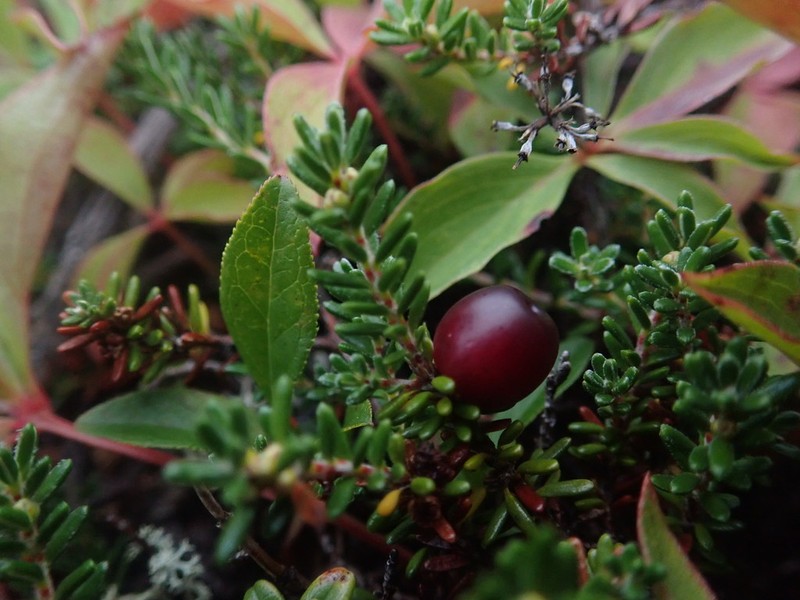 Empetrum atropurpureum photo 6