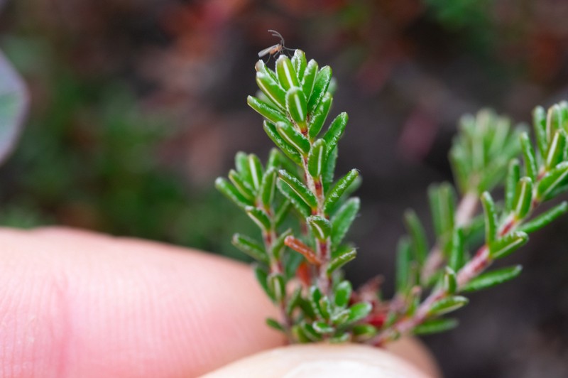 Empetrum atropurpureum photo 7