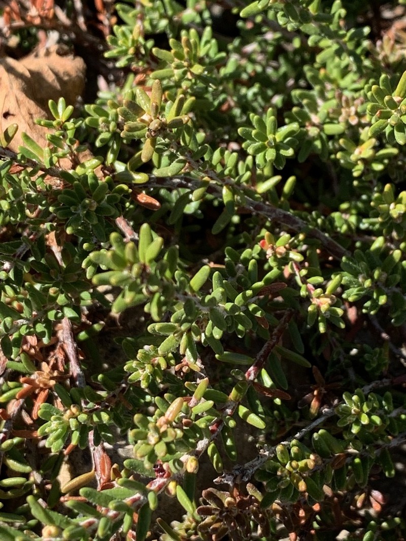 Empetrum atropurpureum photo 8