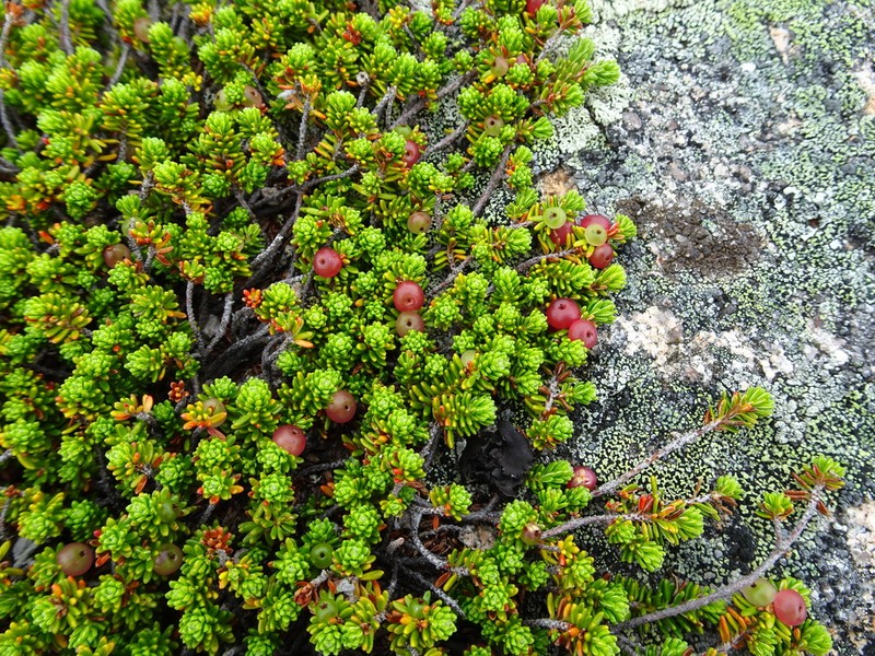 Purple Crowberry