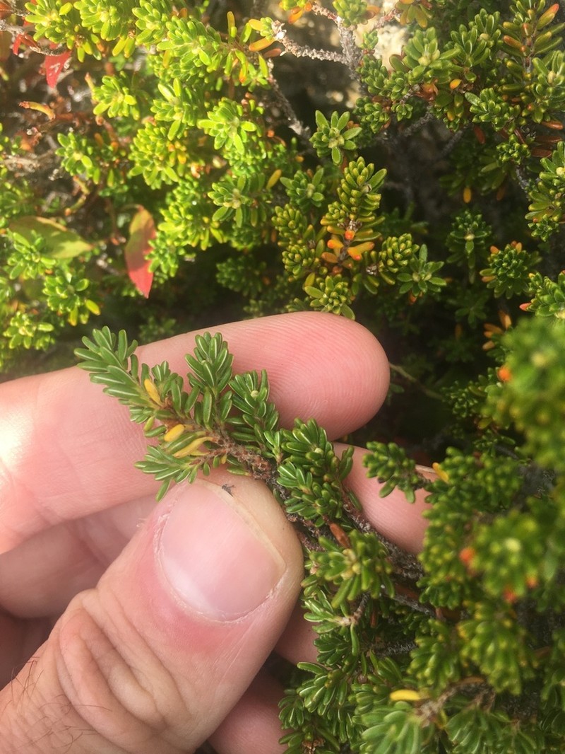 Purple Crowberry photo 2