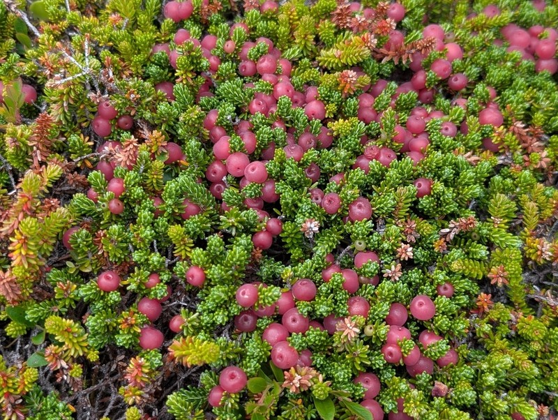 Purple Crowberry photo 3