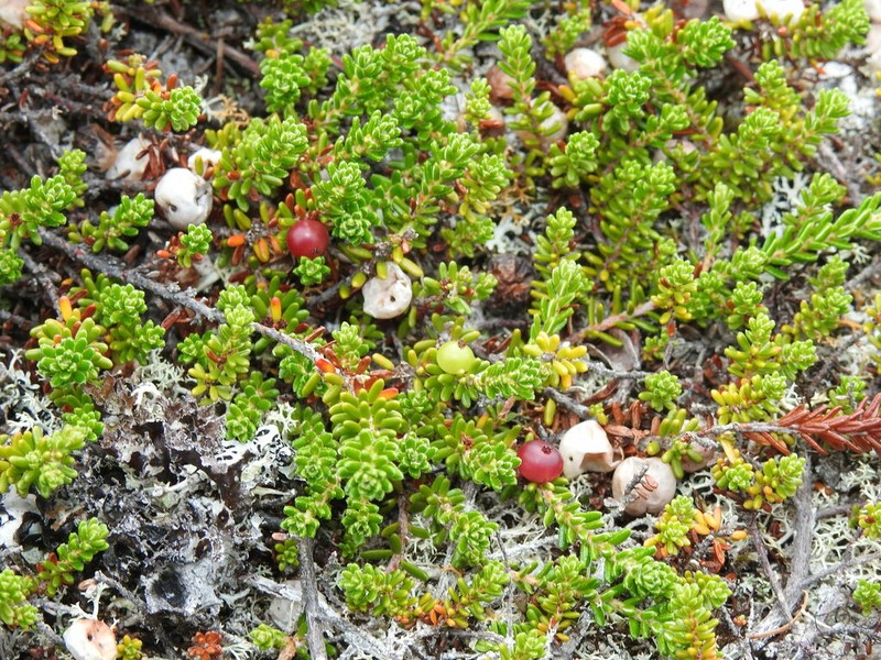 Purple Crowberry photo 4