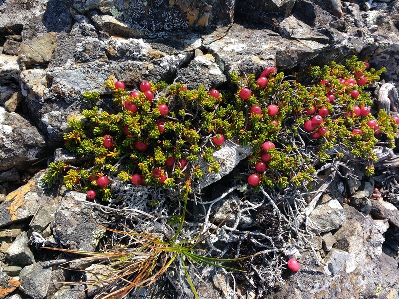 Purple Crowberry photo 5