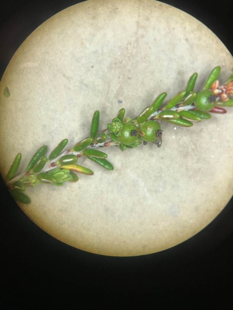 Purple Crowberry photo 6