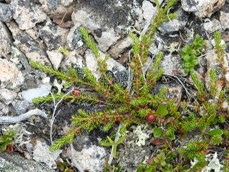Purple Crowberry photo 7